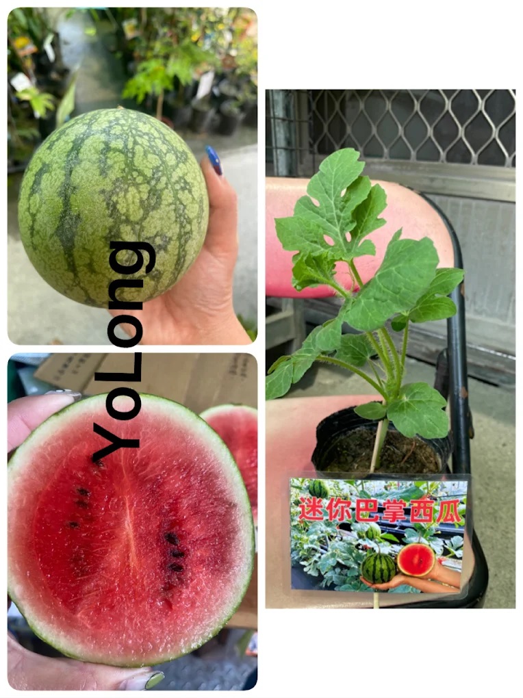 優隆種苗園.jpg