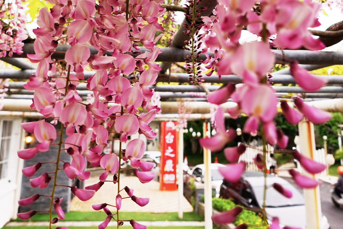 台之最-餐廳-粉紅紫藤花.jpg